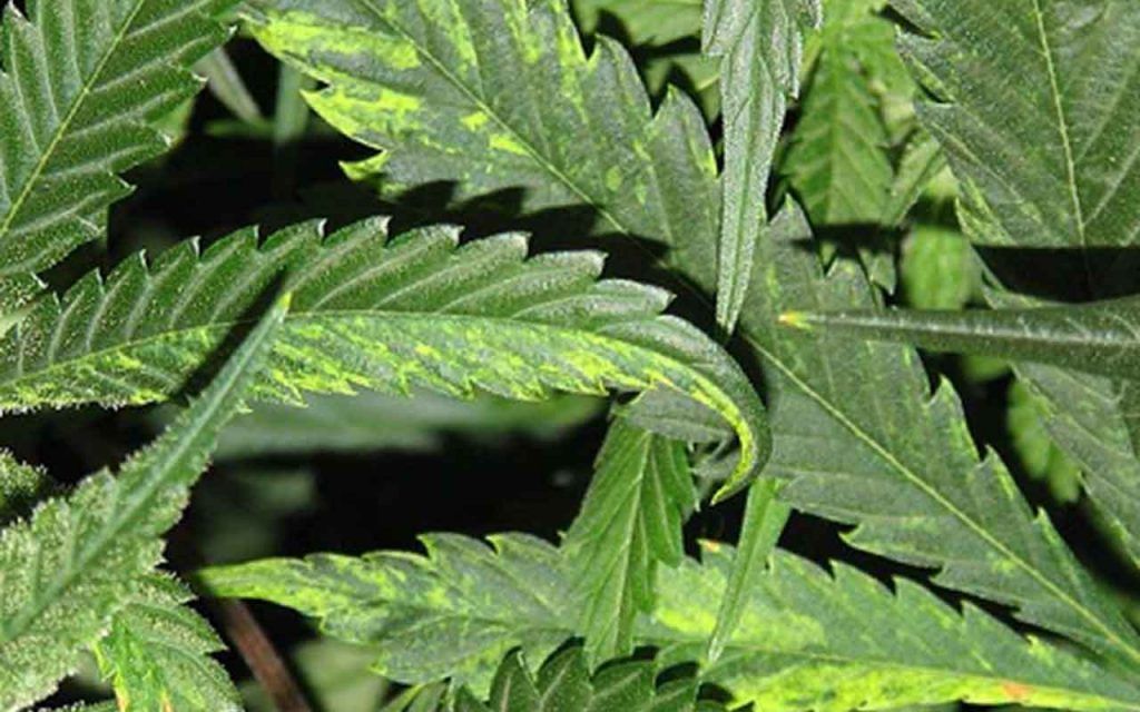Virus del mosaico en el Cannabis