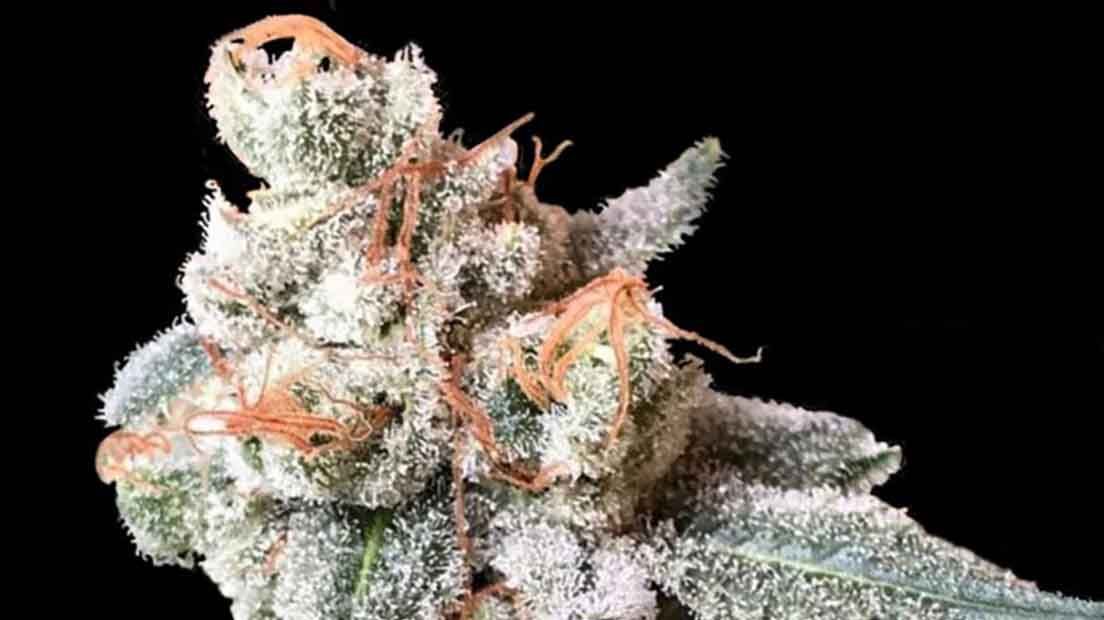 BT7 es una marihuana producida por Crockett Family Farms y DNA Genetics.