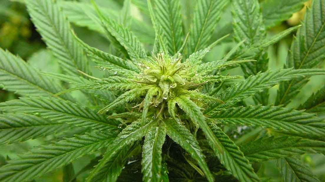 Himalaya Gold es una variedad de marihuana de Greenhouse