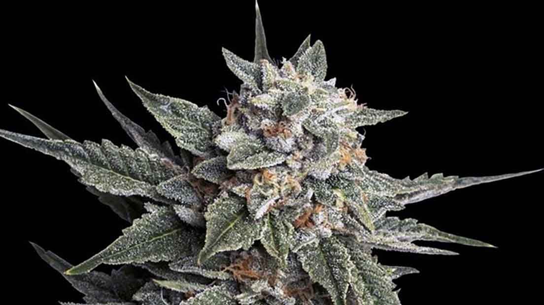 LaHoly Grail kush es el santo grial de DNA Genetics.