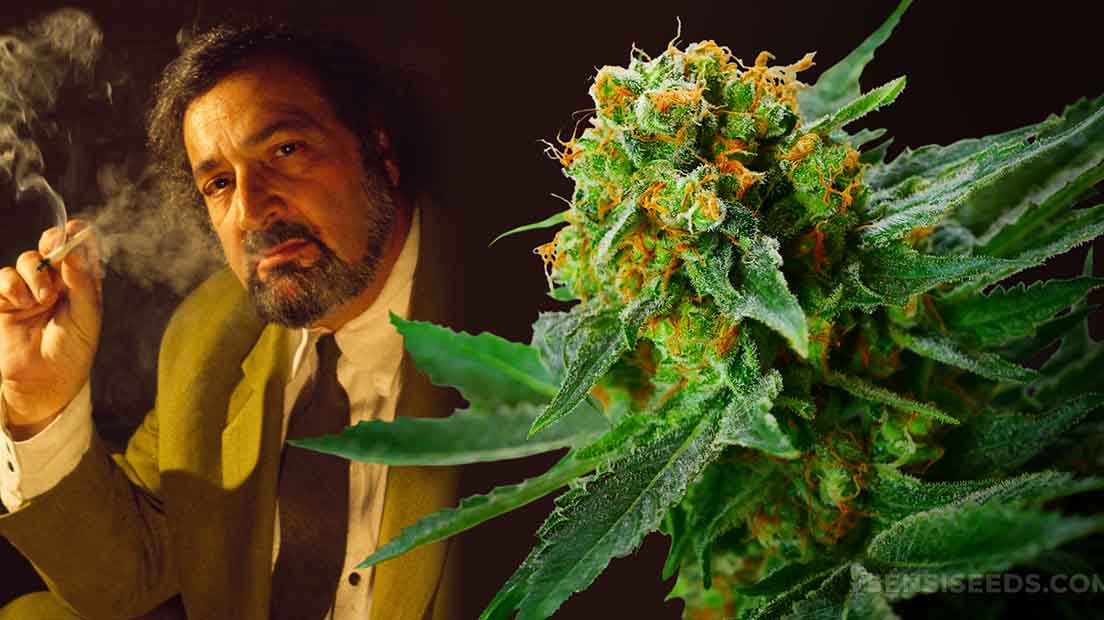 Jack Herer es una variedad que lleva el nombre de un activista cannábico.