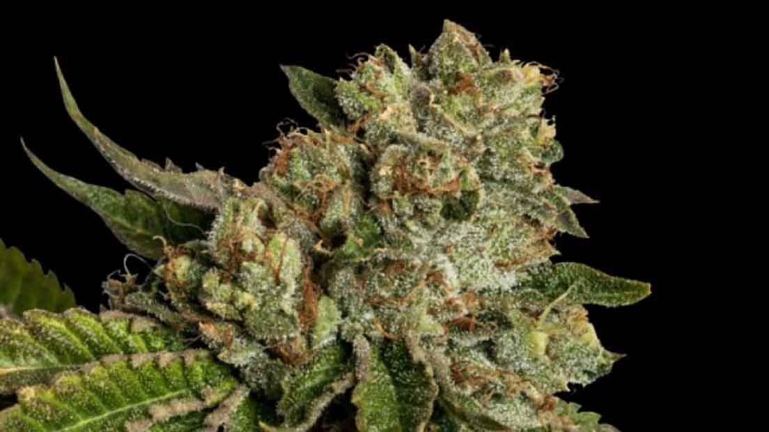 Kosher Kush es una variedad popular de DNA Genetics.