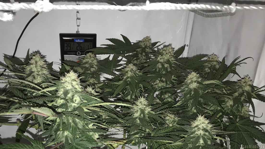 La Northern Lights es una variedad casi índica pura de Sensi Seeds.